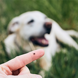  Small tick on a person's finger; dog in background