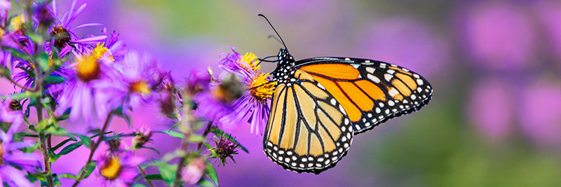 Monarch butterfly on purple aster