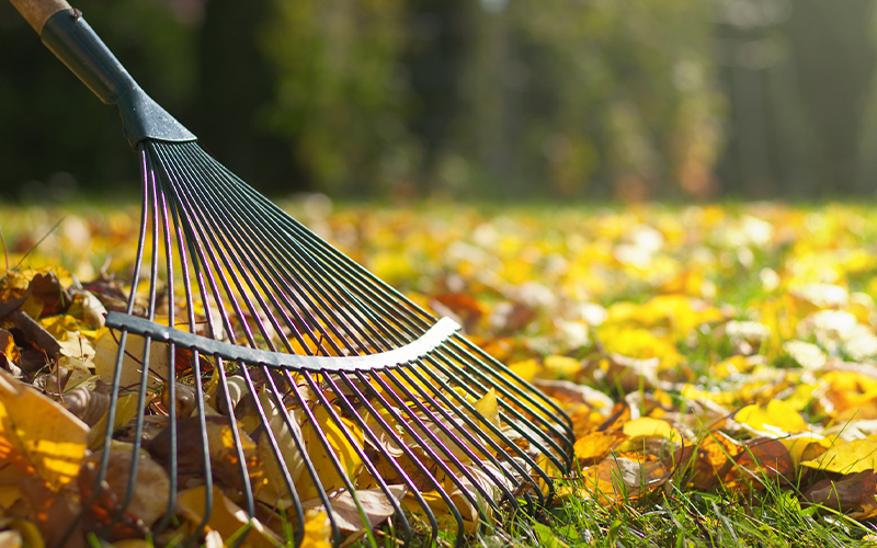 Rake in leaves
